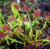 Kilka roslin/ few plants 